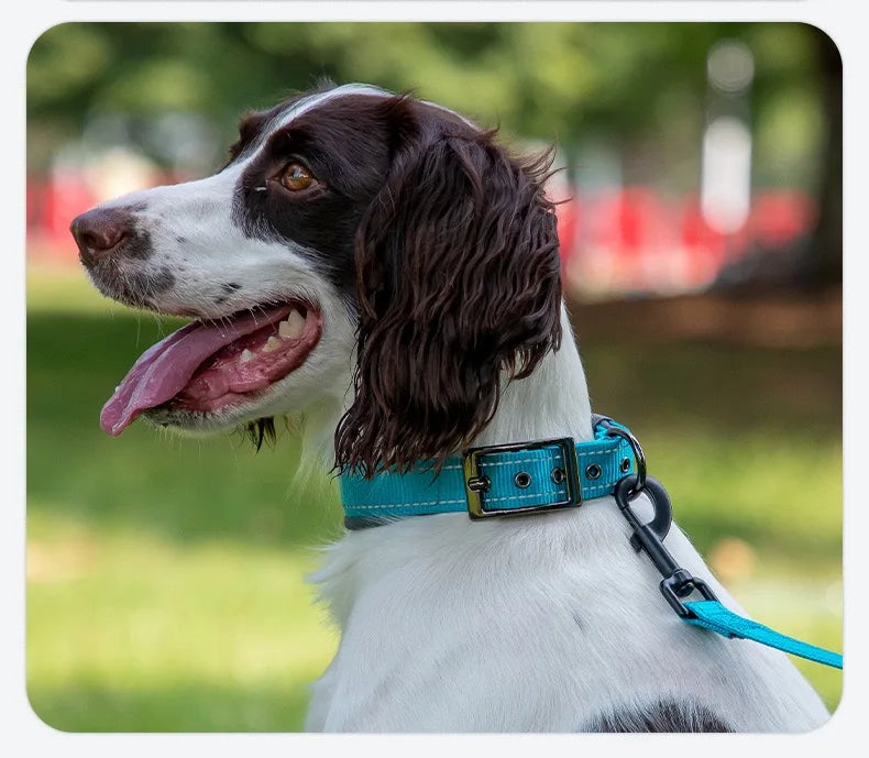 Padded Dog Collars for small Medium large Dogs Reflective Wide Pet Collars Adjustable Heavy Duty Nylon Neoprene Dog Collar on a dog.