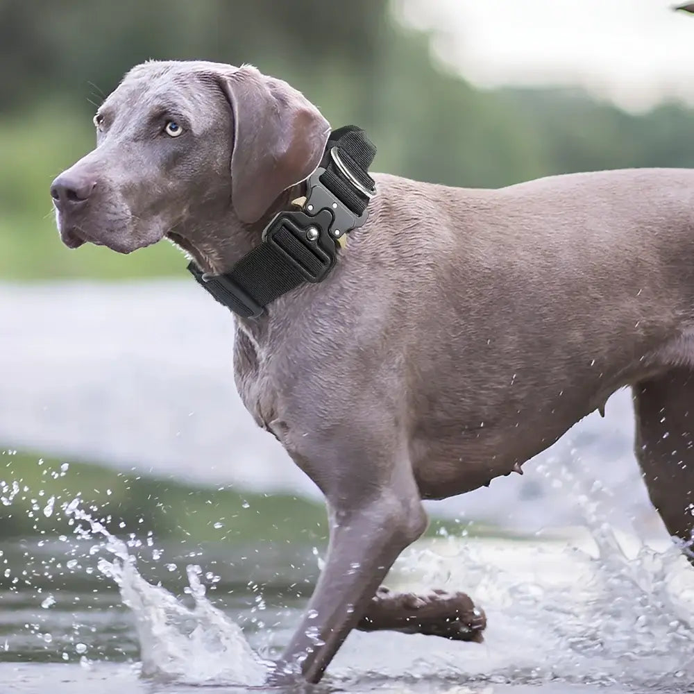 tactical dog collar for medium to large dogs on gray dog, padded durable buckle collar for training and control