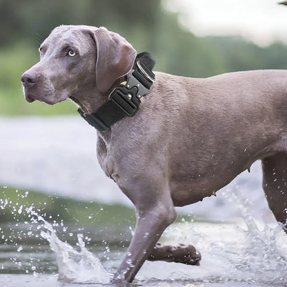 tactical dog collar for medium to large dogs on gray dog, padded durable buckle collar for training and control