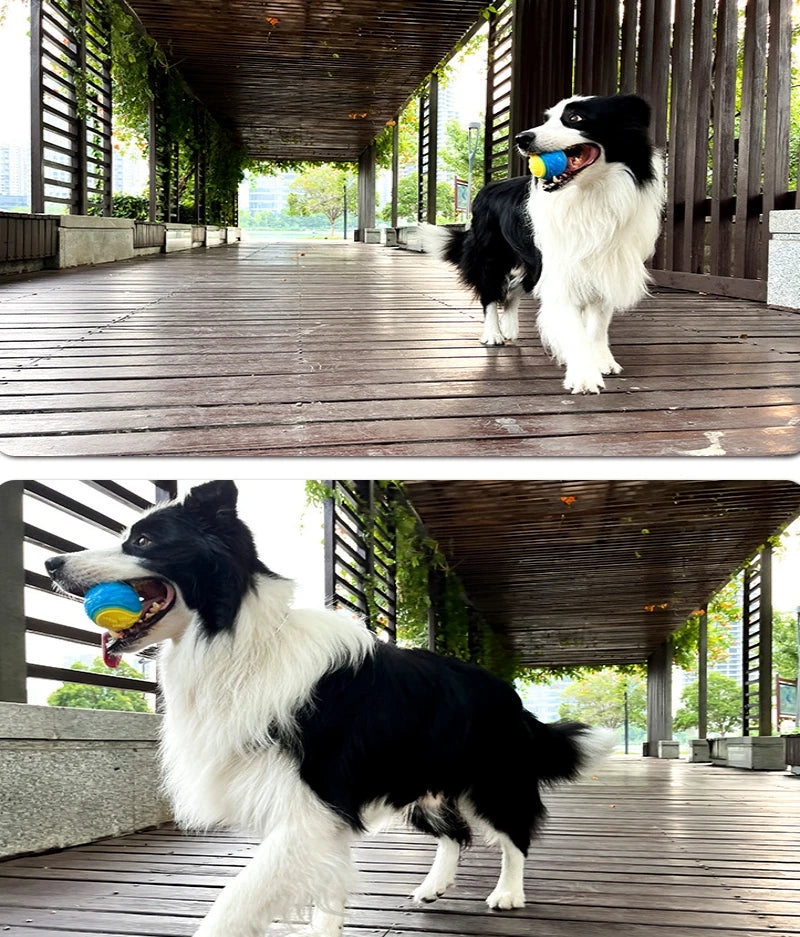 S9b50b031caad407bb7681fa737437a88y - bestdoggylife.shop