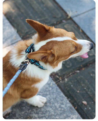 Reflective dog collar on a walking brown and white dog with leash, nylon adjustable pet collar for outdoor safety