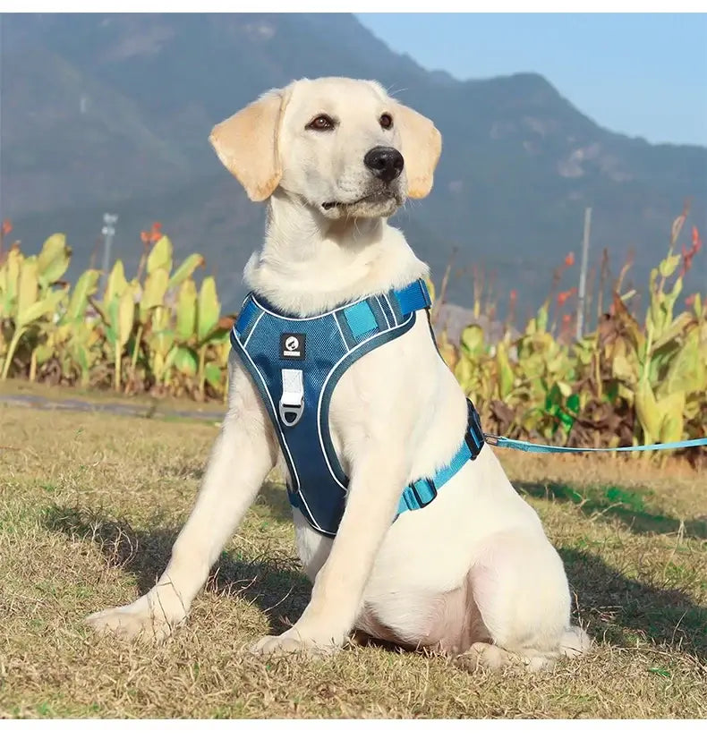Adjustable reflective dog harness for Labrador in blue vest style, comfortable and secure for outdoor walking and training