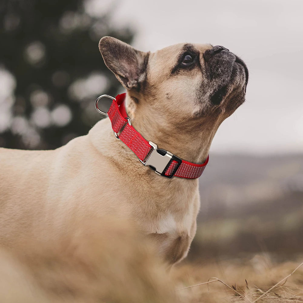 reflective nylon dog collar with handle red adjustable dog collar on French Bulldog for training and walking