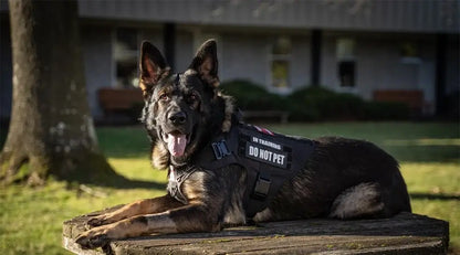 tactical dog harness on German Shepherd lying outdoors, padded training vest with "DO NOT PET" patch