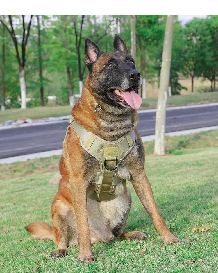 tactical dog harness on seated Belgian Malinois wearing reflective quick-release pet harness outdoors