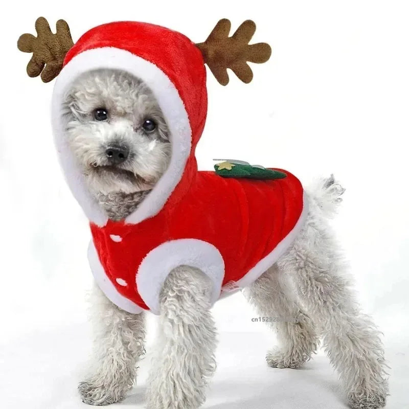 Small dog wearing red reindeer Christmas costume hoodie with antlers on white background