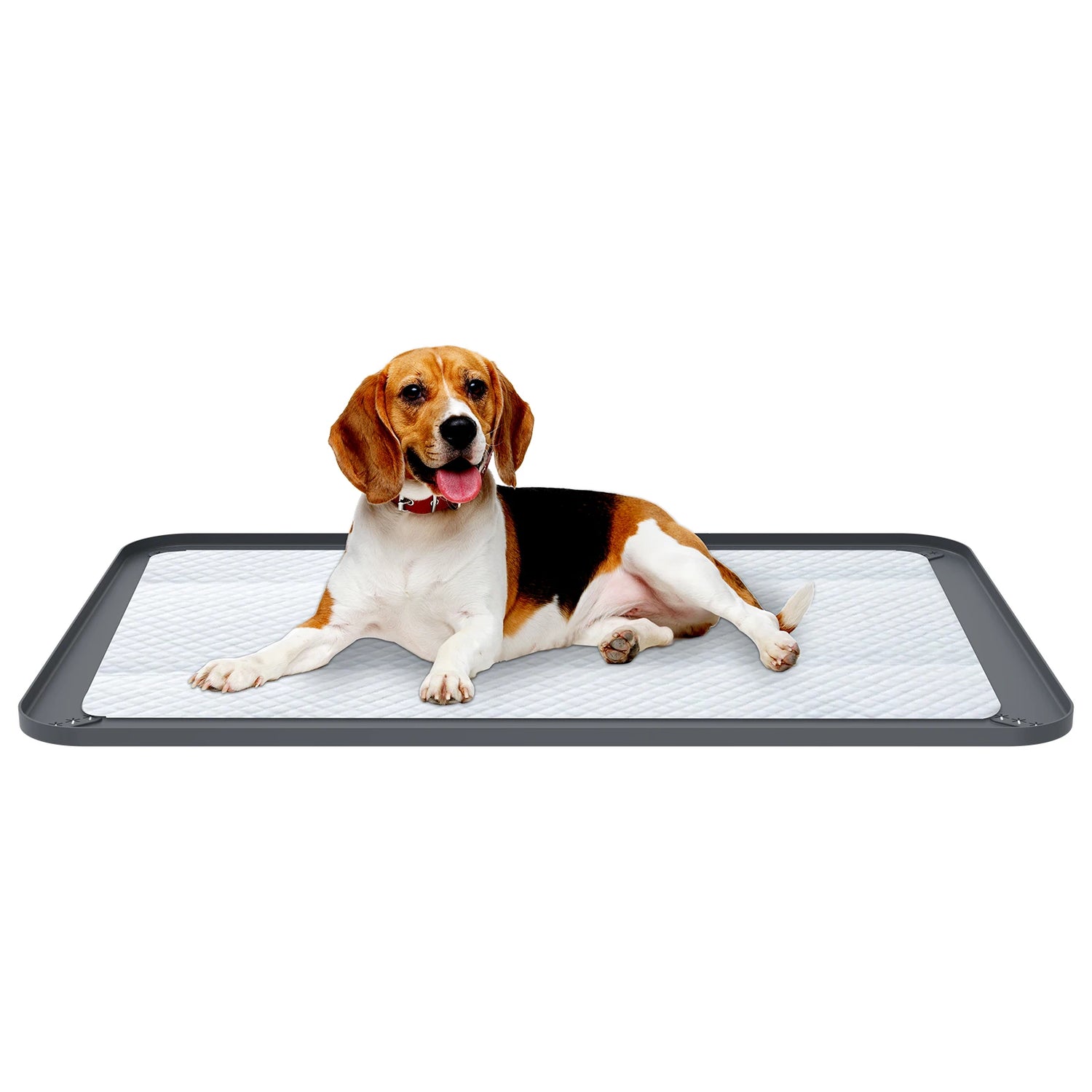 Dog Silicone Pee Pad Holder for Floor Protection Leak Proof Foldable Puppy Potty Training Pad Holder With Raised Edge for Home with a beagle.