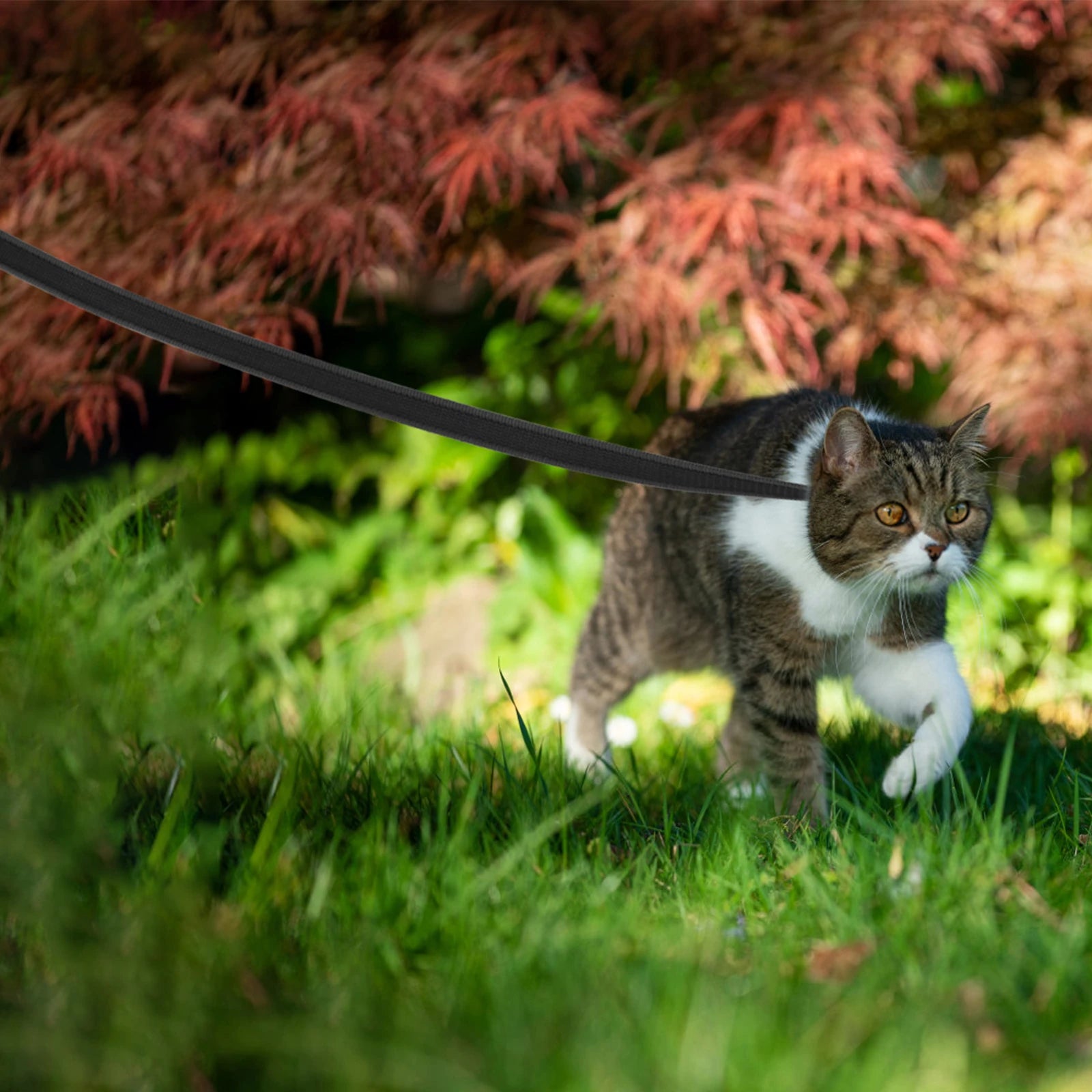 long dog training leash for easy pet training, durable lead for dogs and cats outdoors