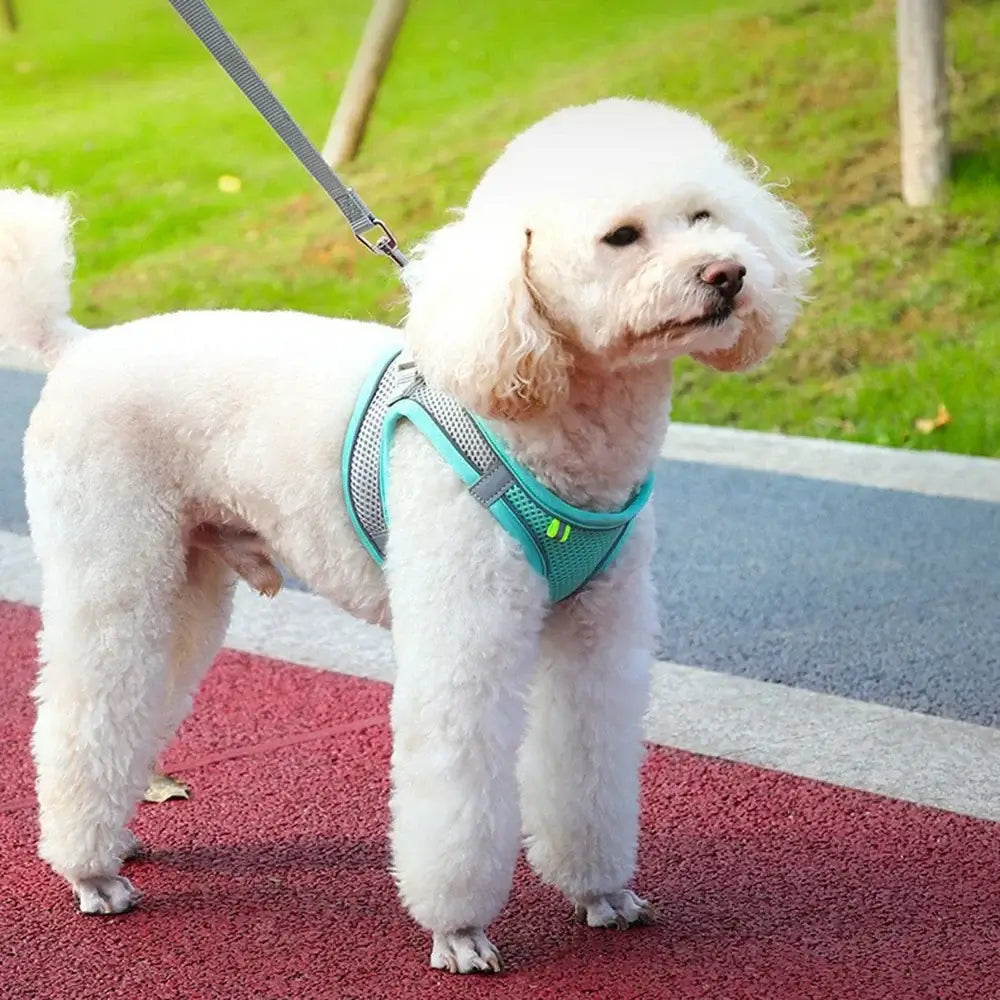 White poodle wearing adjustable reflective dog harness vest for safe outdoor walking and comfort