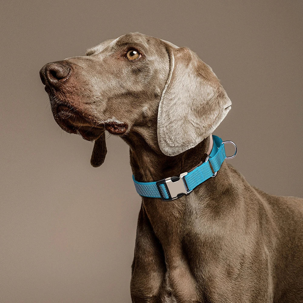 reflective nylon dog collar with handle blue adjustable collar on large dog for training walking and control