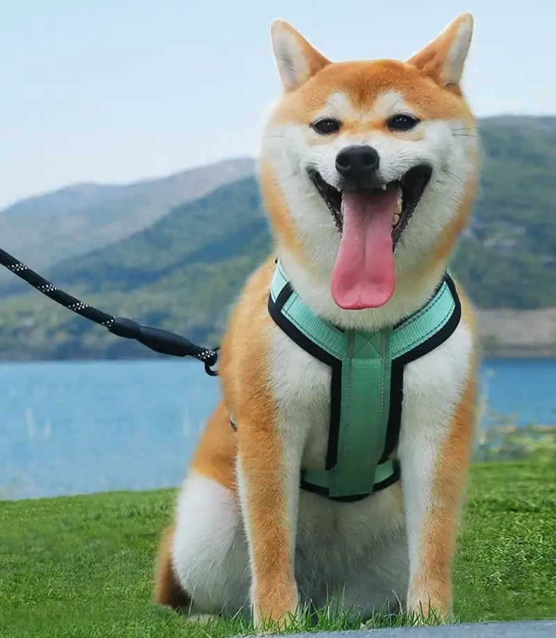 Shiba Inu wearing no pull dog harness with handle for walking and hiking outdoors
