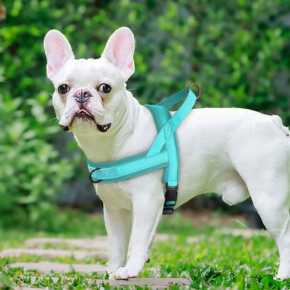 White French Bulldog wearing a turquoise no pull dog harness, adjustable padded vest for small and medium dogs
