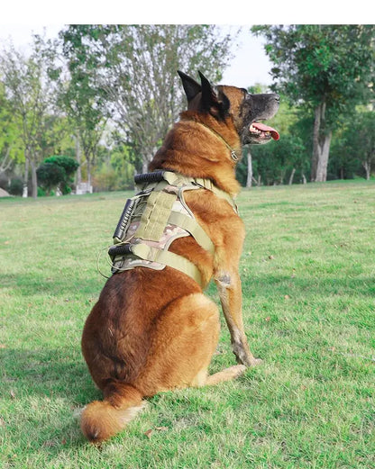 tactical dog harness on a Belgian Malinois sitting on grass in a park, reflective quick release design for training and control