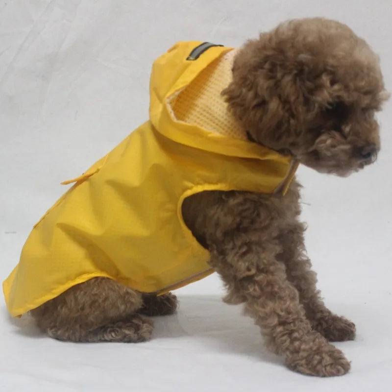 Small brown poodle wearing a yellow dog raincoat with hood on a plain background