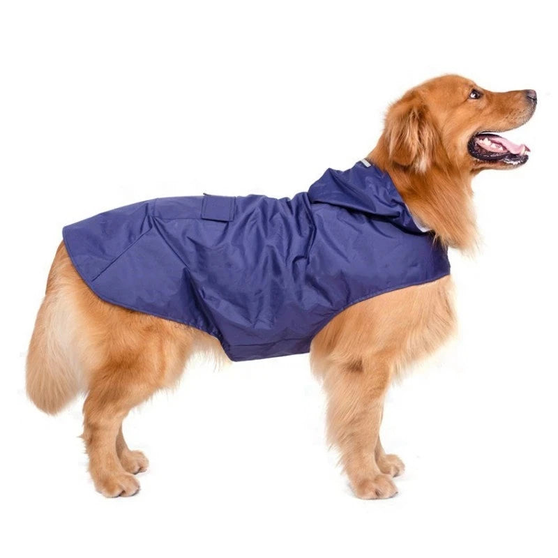 Golden retriever wearing a blue waterproof dog raincoat on white background