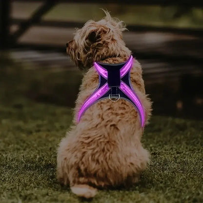 LED dog harness glowing purple on a small dog for night safety, rechargeable flashing pet vest