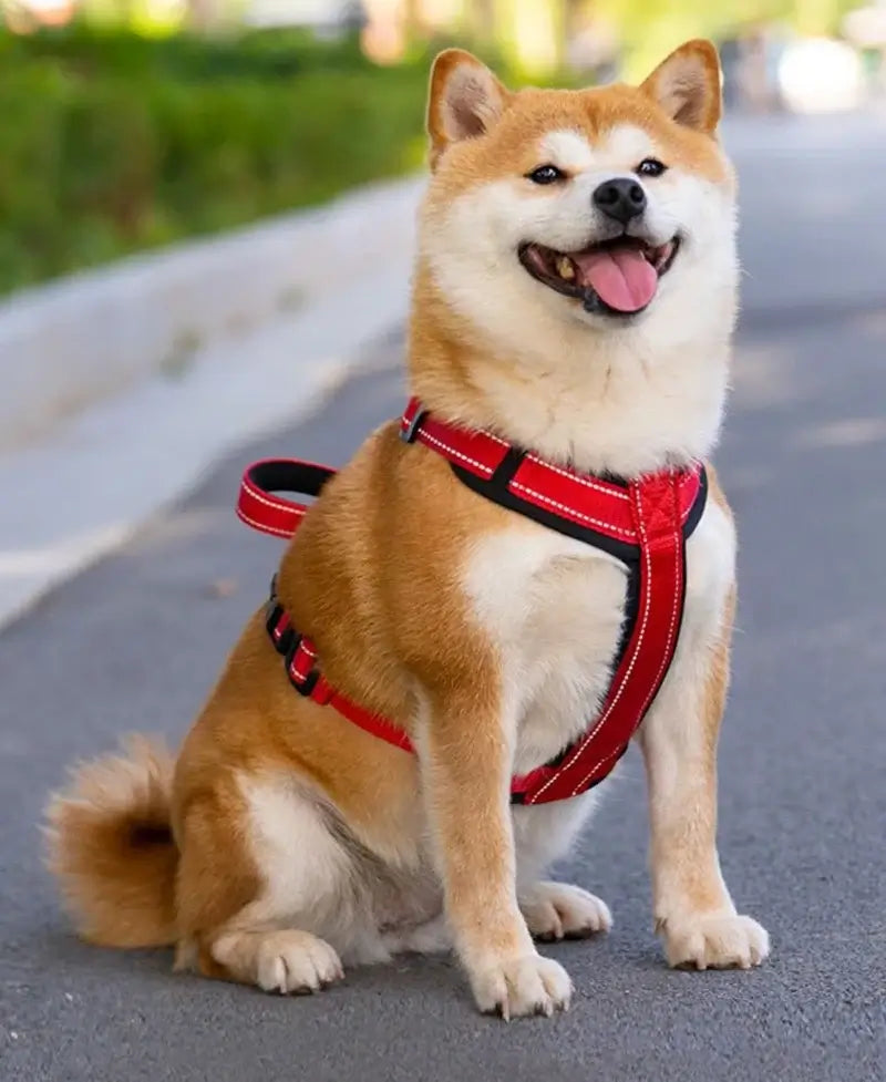 Shiba Inu in red no pull dog harness with handle for secure walking and training