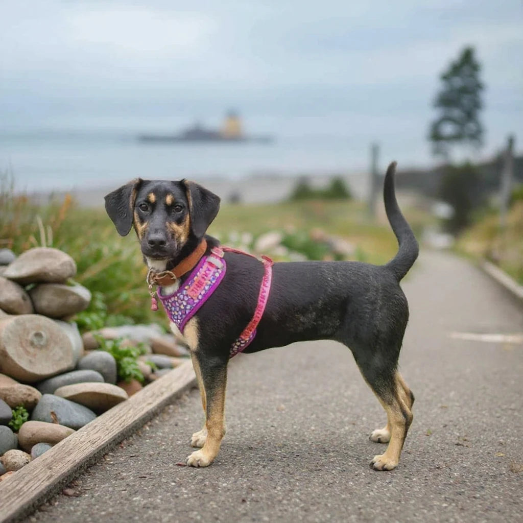 adjustable dog harness and leash set cute pink print pet harness for small dog, stylish Valentine’s Day and New Year gift