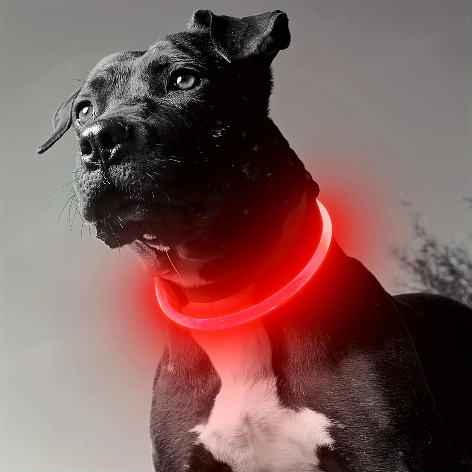 Scd614414568b4201802a0ff855811189r_22c26f8e-afc5-4b3c-9329-dce207ff483a - bestdoggylife.shop