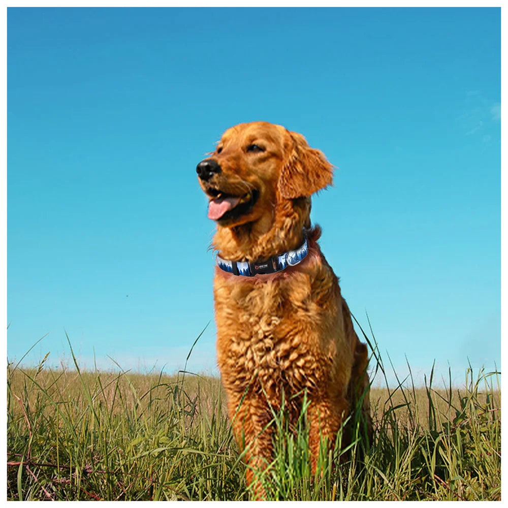 Golden retriever wearing an adjustable nylon dog collar with printed design, ideal for medium and large dogs