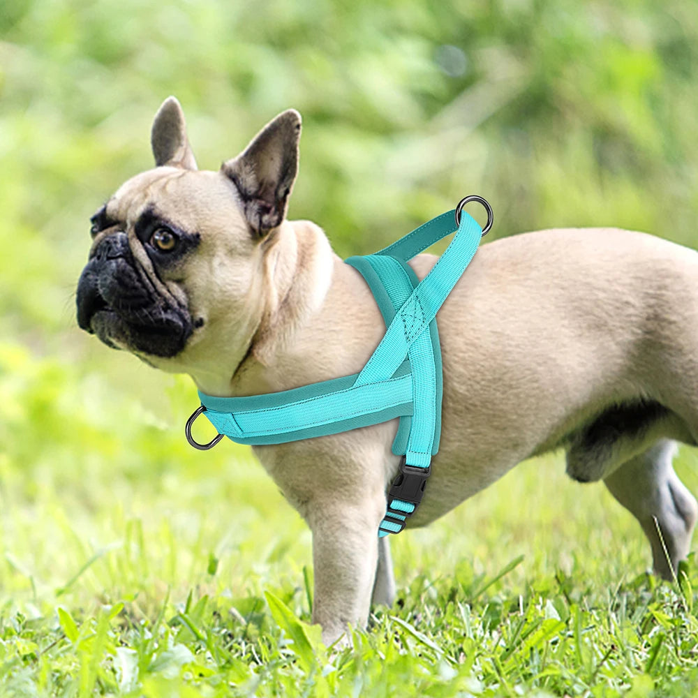 Turquoise no pull dog harness on a French Bulldog standing on grass, padded adjustable vest for small dogs