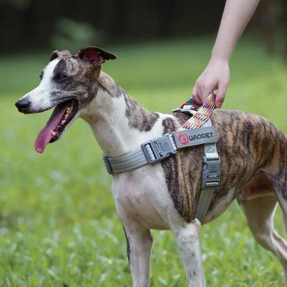 Brindle greyhound wearing no pull dog harness with leash handle, reflective durable nylon design for walking outdoors