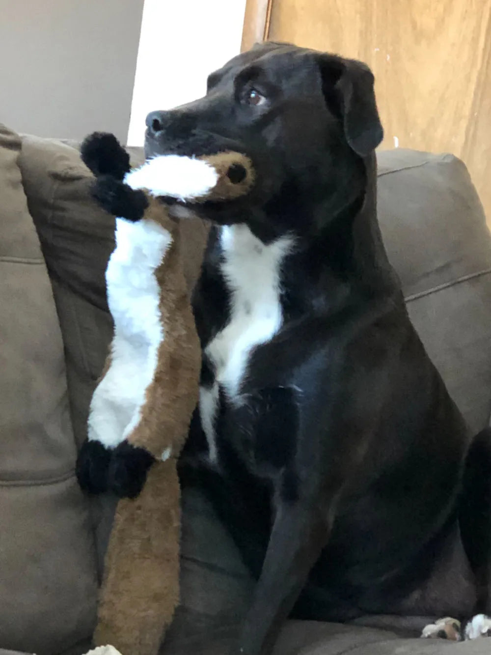 Black dog holding a stuffingless squeaky dog toy plush chew toy with squeakers, durable crinkle pet toy for playful chewing