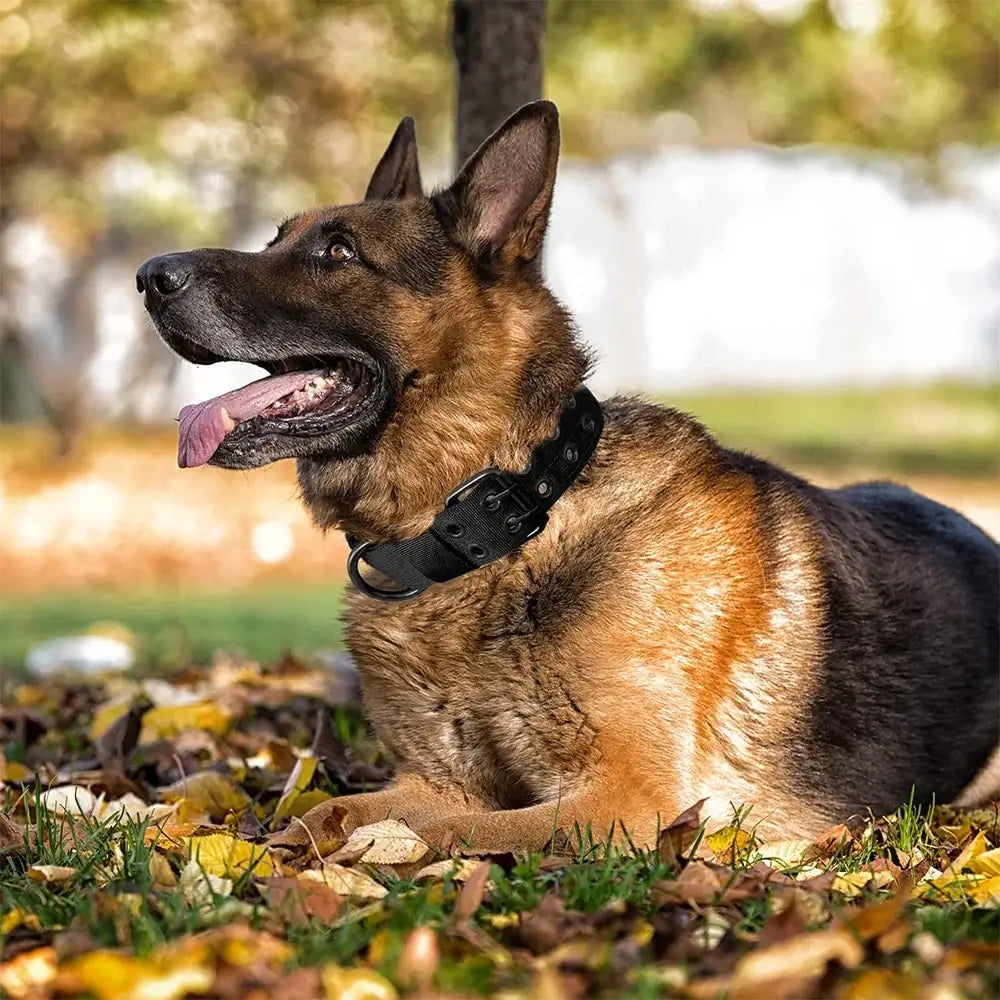 Tactical dog collar on a German Shepherd for outdoor training, walking, and working dogs