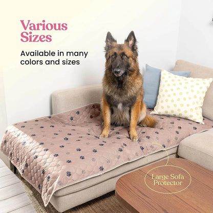 Large dog sitting on beige paw print sofa protector cover, couch with pillows, living room setting
