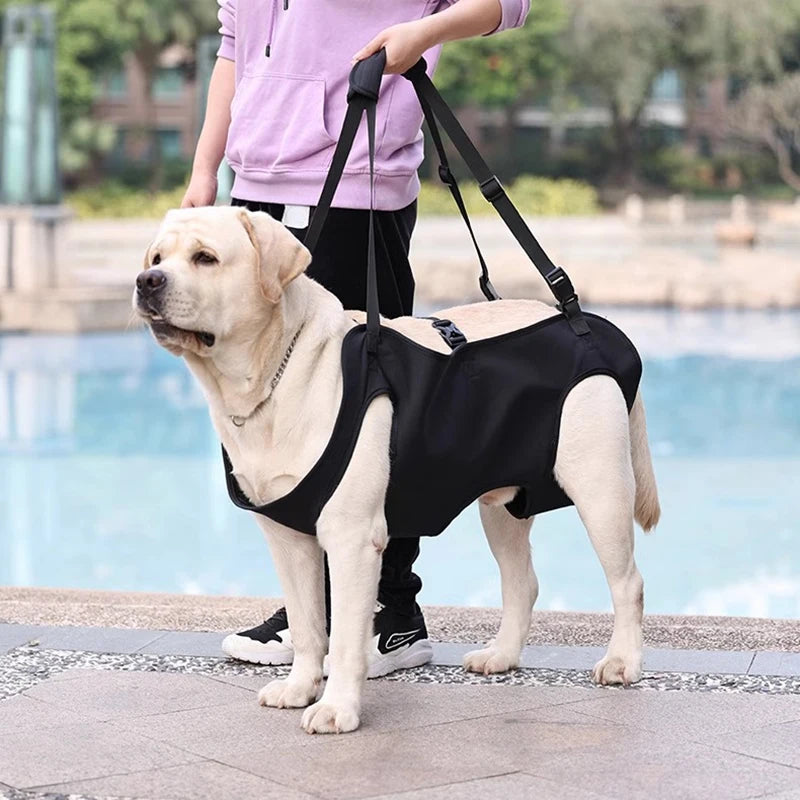 Large yellow dog in black mobility support harness with handles, standing outdoors by water