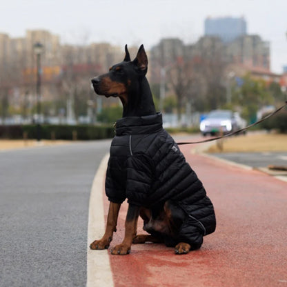 Doberman on leash wearing black dog jacket outdoors on city sidewalk