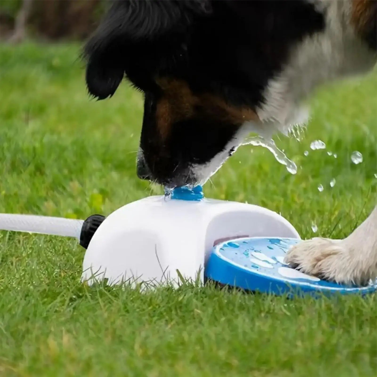 step on dog water fountain for outdoor dog drinking and sprinkler play on grass