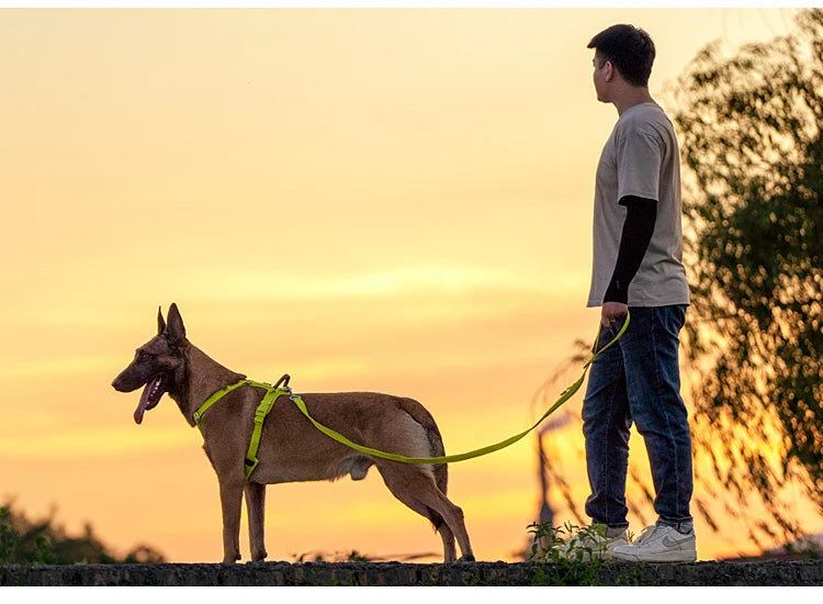 reflective no pull dog harness set on German Shepherd with leash for outdoor training at sunset