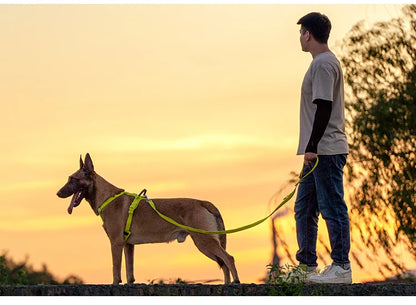 reflective no pull dog harness set on German Shepherd with leash for outdoor training at sunset
