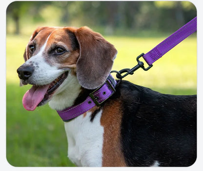 Padded Dog Collars for small Medium large Dogs Reflective Wide Pet Collars Adjustable Heavy Duty Nylon Neoprene Dog Collar on a beagle.