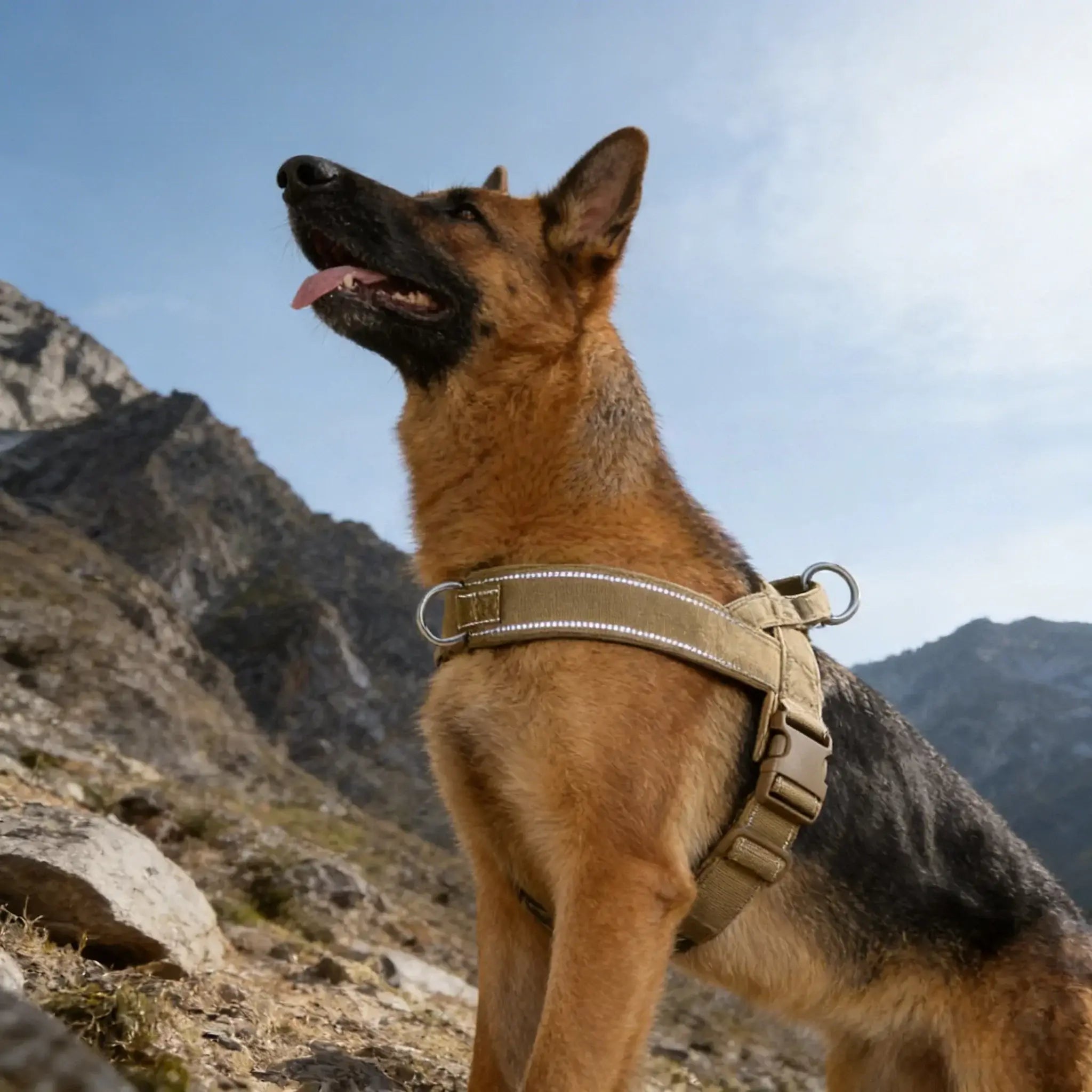 no-pull dog harness for large dogs on a German Shepherd wearing a reflective padded tactical vest outdoors