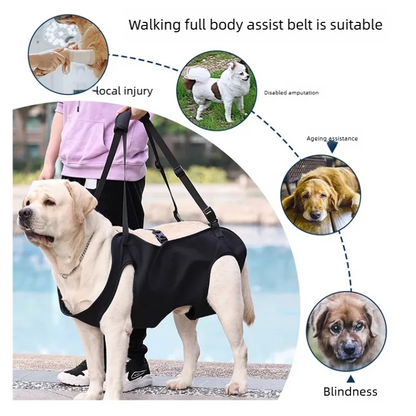 Dog-Assisted Rehabilitation Exercises for Elderly Disabled Dogs, Take You Upstairs and Help with Carrying Pet Backpacks.