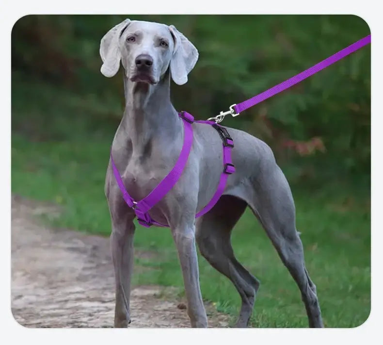 adjustable dog harness on a gray dog with purple leash, lightweight H-shaped washable outdoor travel harness