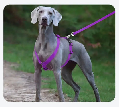 adjustable dog harness on a gray dog with purple leash, lightweight H-shaped washable outdoor travel harness
