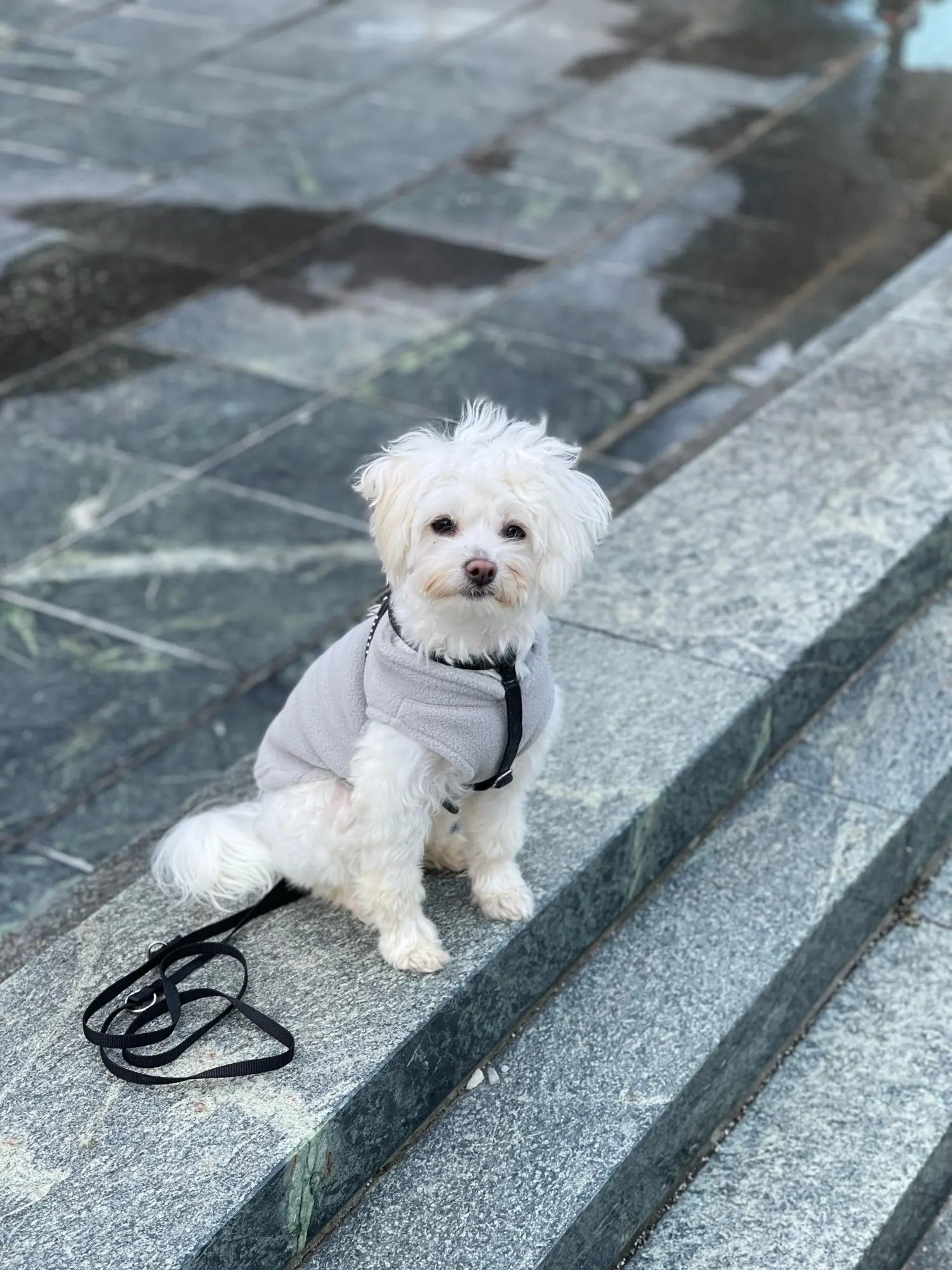 Sf3b37ea7cc074c4ab82e66f5158e1d1fO - bestdoggylife.shop