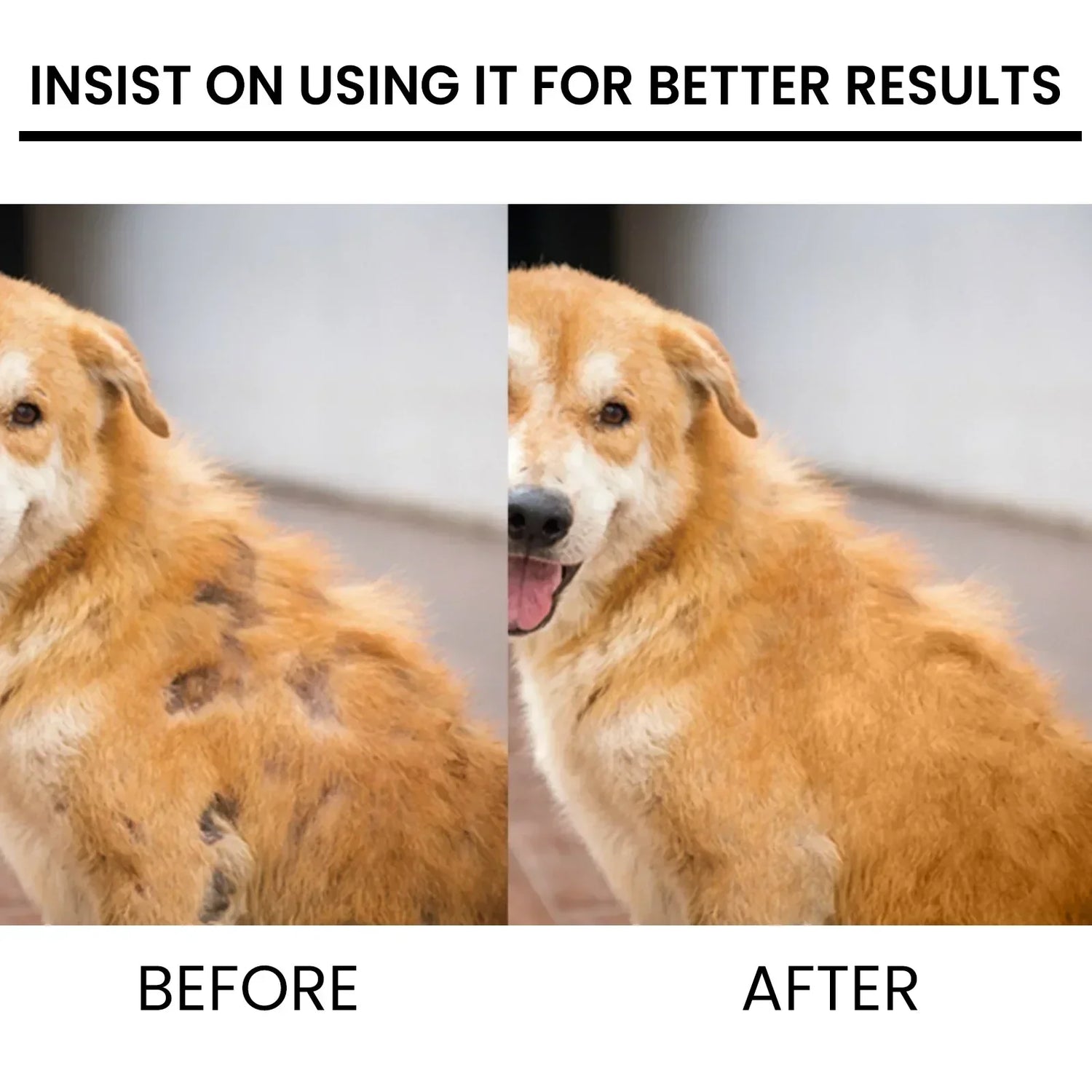 dog hair loss supplement for pets, before and after fur regrowth, safe non-toxic treatment for dogs and s