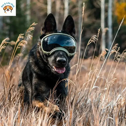 adjustable dog goggles for dogs with anti-UV, wind, and dust protection in outdoor grassy terrain