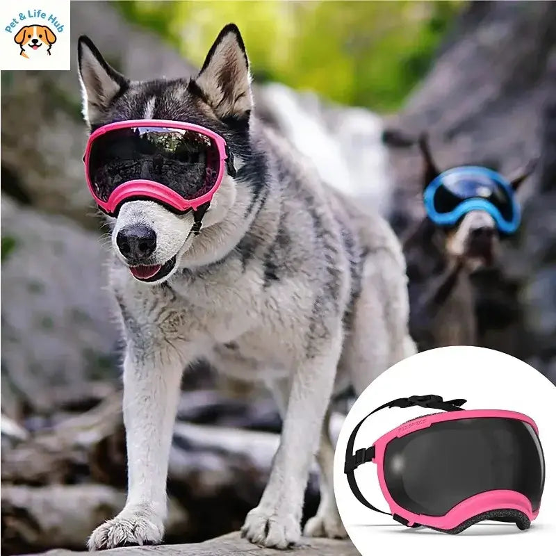 adjustable dog goggles on husky for UV, wind, and dust protection during outdoor adventures