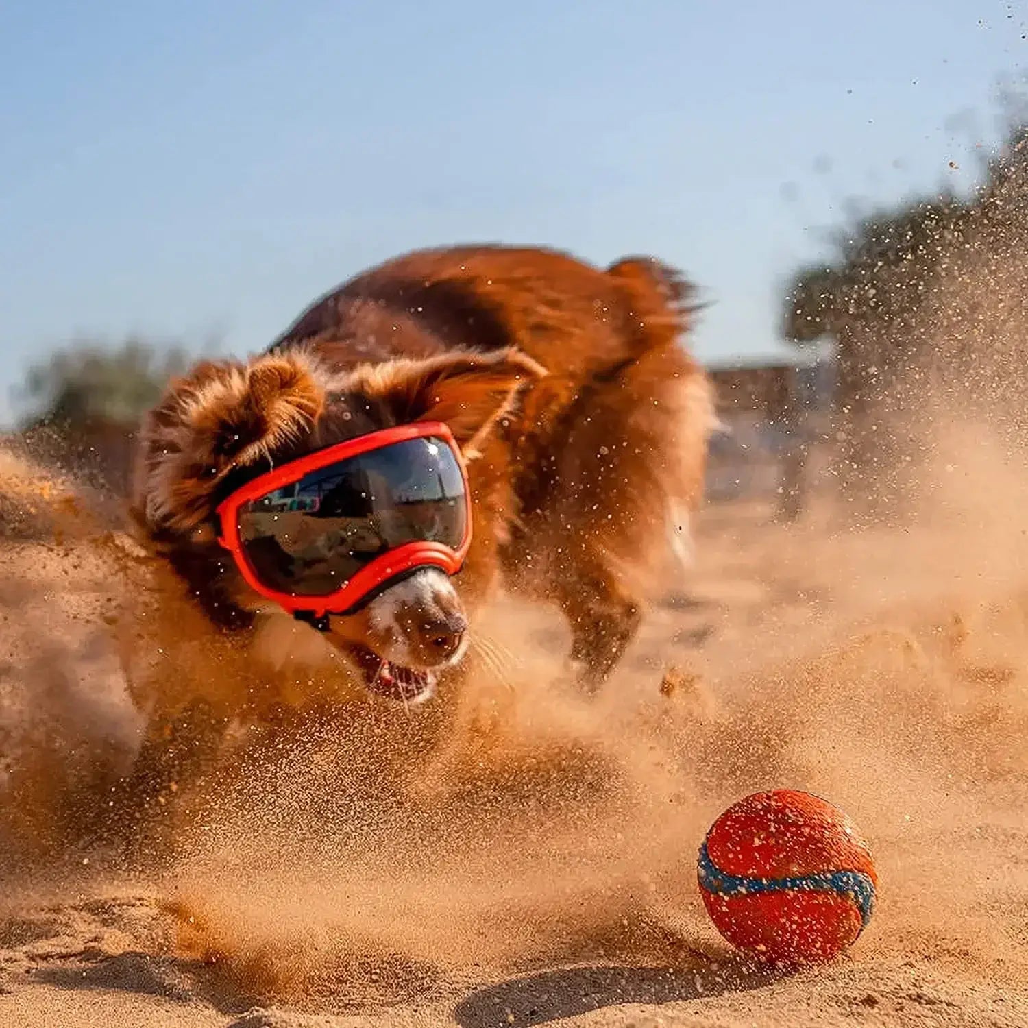 Adjustable dog goggles for active dogs, anti-UV, windproof, dustproof pet sunglasses for outdoor adventures