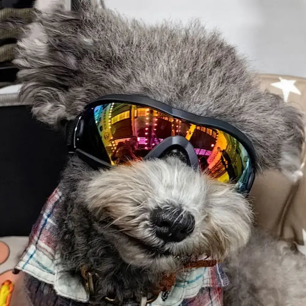Dog wearing dog sunglasses with adjustable strap, windproof UV-resistant anti-fog waterproof goggles for outdoor sports and protection
