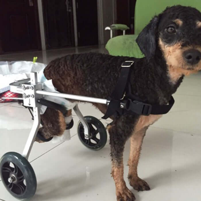 Dog in an adjustable dog wheelchair, showcasing a fully adjustable design for pets with mobility issues.