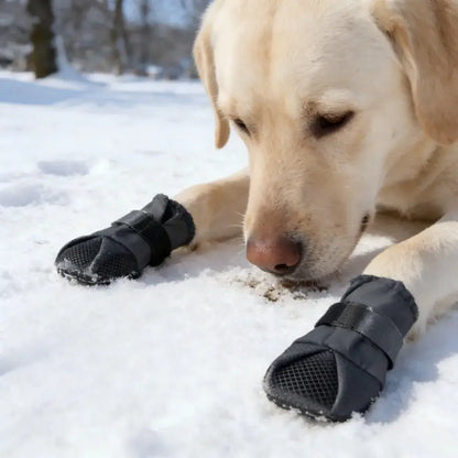 A yellow Labrador wearing adjustable waterproof dog boots resting on snow-covered ground outdoors.