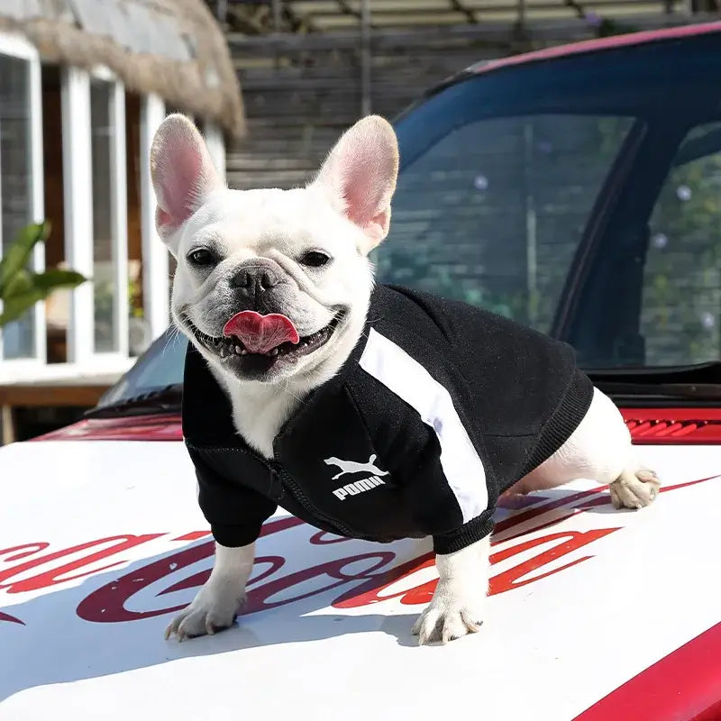Baseball dog jacket for small dogs, black and white sporty pet coat for French Bulldog, Chihuahua, and Pug