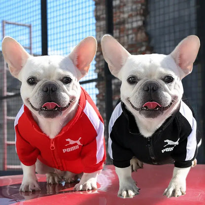 baseball dog jacket for small dogs, French bulldog wearing red and black sporty pet coat