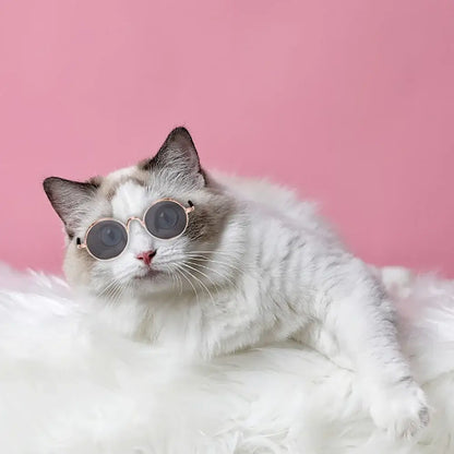 Cat wearing dog vintage round glasses on a fluffy white surface, stylish pet photo prop and accessory